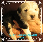 Welpen Mädchen 'L. C.'  Lucky Charm 4 Wochen, Tibet Terrier House of Lucky Charms, 30.10.18, 15:32 Uhr