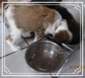 Xantara wird im House of Lucky Charms gefüttert Tibet Terrier Welpen