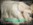 Tibet Terrier, Bildschönes Hundemädchen, fast weiß mit einigen Farbeinschlüssen, House of Lucky Charms, Brachttal, Hessen