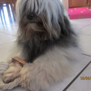 Tibet Terrier Samin House of Lucky Charms