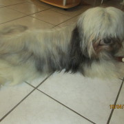 Tibet Terrier Samin House of Lucky Charms