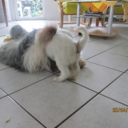 Tibet Terrier Samin House of Lucky Charms