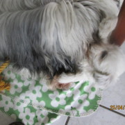 Tibet Terrier Samin House of Lucky Charms