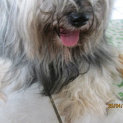 Tibet Terrier Samin House of Lucky Charms