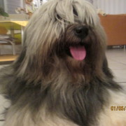 Tibet Terrier Samin House of Lucky Charms