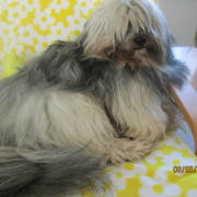 Tibet Terrier Samin House of Lucky Charms