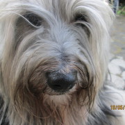 Tibet Terrier Samin House of Lucky Charms