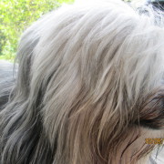 Tibet Terrier Samin House of Lucky Charms