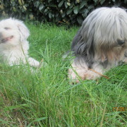 Tibet Terrier Samin House of Lucky Charms