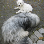 Tibet Terrier Samin House of Lucky Charms