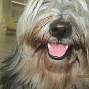 Tibet Terrier Samin House of Lucky Charms