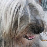 Tibet Terrier Samin House of Lucky Charms