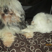 Tibet Terrier Samin House of Lucky Charms