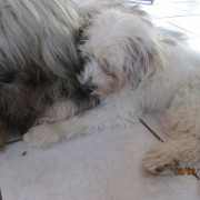 Tibet Terrier Samin House of Lucky Charms