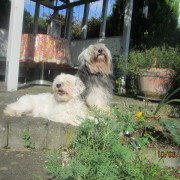 Tibet Terrier Samin House of Lucky Charms