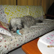 Tibet Terrier Samin House of Lucky Charms