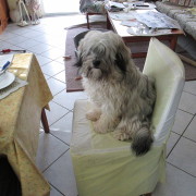 Tibet Terrier Samin House of Lucky Charms