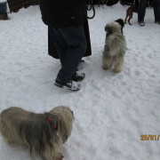 Tibet Terrier Samin House of Lucky Charms