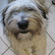 Tibet Terrier Samin House of Lucky Charms