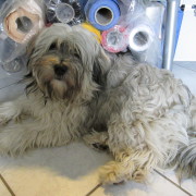 Tibet Terrier Samin House of Lucky Charms