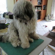 Tibet Terrier Samin House of Lucky Charms