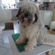 Tibet Terrier Samin House of Lucky Charms