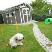 Tibet Terrier Samin House of Lucky Charms