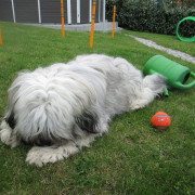 Tibet Terrier Samin House of Lucky Charms