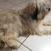 Tibet Terrier Samin House of Lucky Charms