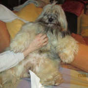 Tibet Terrier Samin House of Lucky Charms