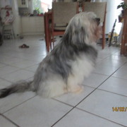 Tibet Terrier Samin House of Lucky Charms