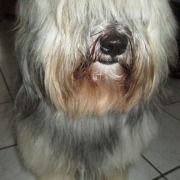 Tibet Terrier Samin House of Lucky Charms