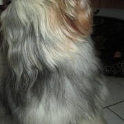 Tibet Terrier Samin House of Lucky Charms