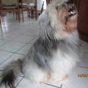 Tibet Terrier Samin House of Lucky Charms