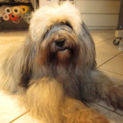 Tibet Terrier Samin House of Lucky Charms