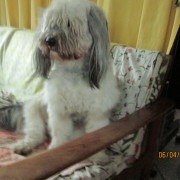 Tibet Terrier Samin House of Lucky Charms