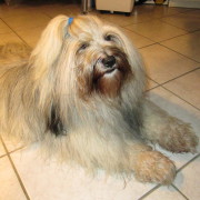 Tibet Terrier Samin House of Lucky Charms