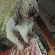 Tibet Terrier Samin House of Lucky Charms