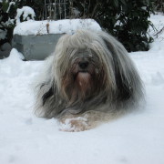 Tibet Terrier Samin House of Lucky Charms