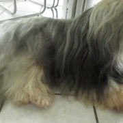 Tibet Terrier Samin House of Lucky Charms