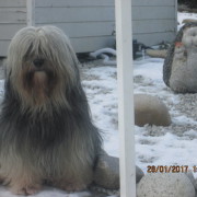 Tibet Terrier Samin House of Lucky Charms