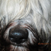 Tibet Terrier Samin House of Lucky Charms