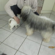 Tibet Terrier Samin House of Lucky Charms