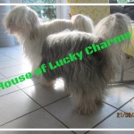House of Lucky Charms
